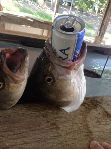 Know how to treat your catch to avoid fishy taste